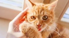 Proč kočičí bity?