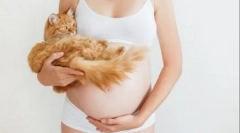 Proč kočka padá na břicho těhotných žen