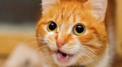 Proč kočka meows a zvyšuje zadek?