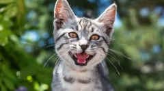 Proč kočka meowukiet?