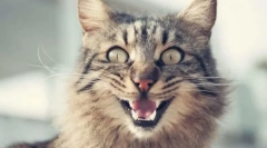 Proč kočičí tyče?