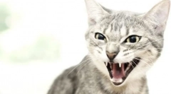 Proč kočka zasáhne muže?