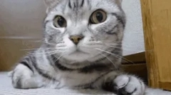 Proč kočka zakrytý nos?