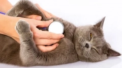 Proč kočka tvrdá?