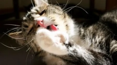 Proč se kočka potopí