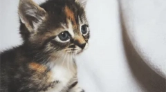 Proč kočka meow po celou dobu?