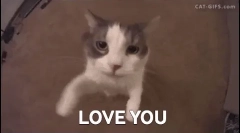 Proč kočky sami jako lidé, a jiní - ne?