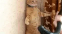 Proč se kočky bojí vysavače?