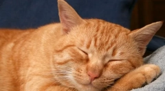 Proč kočky škubnutí ve snu?