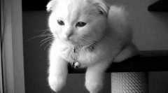 Proč kočky mrknou?