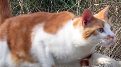 Proč nejsou kočky rozbité při pádu?