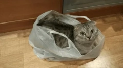 Proč kočka olizuje polyethylenové balíčky a jak ho odstavit z tohoto zvyku