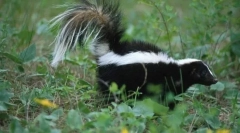 Proč skunk páchne špatné?