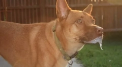 Proč pes táhne své tlapky ve snu