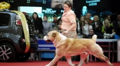 Proč by měl pes jít doleva od majitele