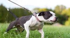 Proč pes táhne vodítko?