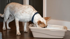 Proč psi jedí kočičí exkrementy?