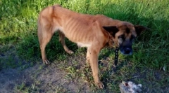 Proč psi jedí své štěňata