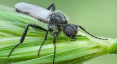 Proč tolstonozhkov se nazývá martam fly?