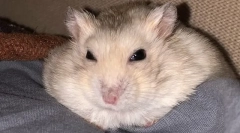 Proč křeček neotevře nebo bliká oči, co má dělat