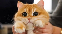 Proč kočky rozšiřují žáky?