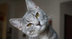 Proč kočka bobtna spodní ret?