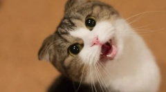 Proč má kočka hlas?
