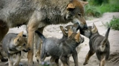 Proč wolves naude tak vzácně
