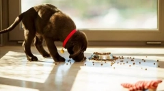 Záplatní krmení ze země