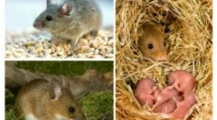 Sexuální cyklus a reprodukce myší