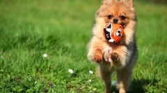 Pomeranian spitz (fotografie): piered dítě a nekonečný oddaný