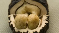 Pomáhá černá matice z parazitů?