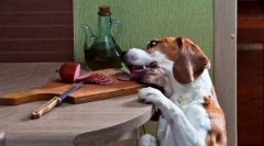 Žebrání a krádež potravin