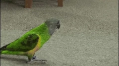 Amazon parrots
