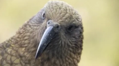 Parrots kea demontáž auta: nebezpečné video