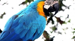 Parrot ara péče a obsah