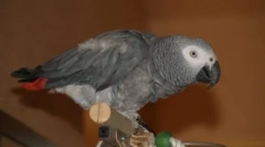 Parrot-španěl: jaco zpívá jsem kukaracha