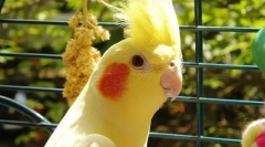 Parrot corella péče a obsah