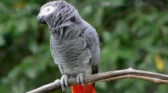 Parrot jaco, popis, poddruh, péče a obsah, cena