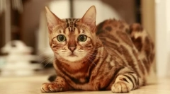 Plemeno kočky, které nemají meow
