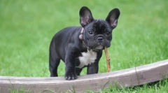 Psí plemeno bez ocasu