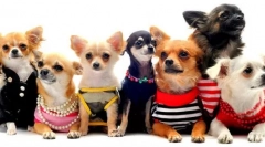 Psí plemena pro byty - 15 nejlepších možností