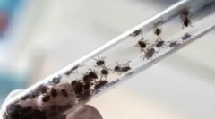 Důsledky přenesené encefalitidy