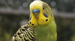 Chování vlnitého papouška