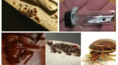 Příprava agrán z bedbugs a další hmyz