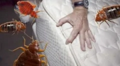 Drog averfos z bedbugs a další hmyz