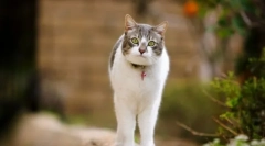 Přípravky pro sexuální kontrolu koček a koček