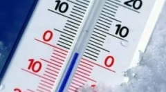 V jaké teplotě zemřou blechy?