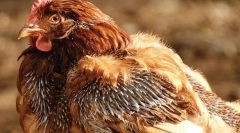 Příčiny kuřat a léčby