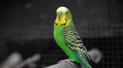 Příčiny vzhledu růstu zobáku na zvlněném papoušku a léčbě